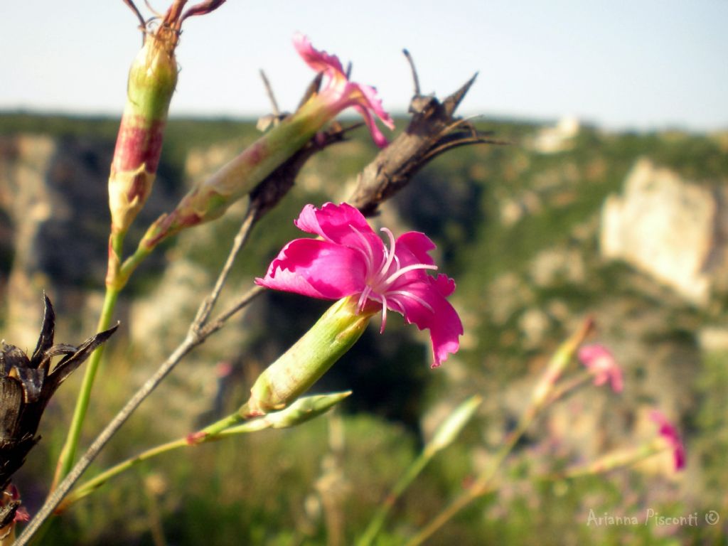 Dianthus garganicus (=Dianthus tarentinus ) / Garofano del Gargano